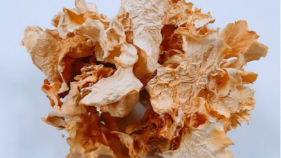 꽃송이 버섯 50g